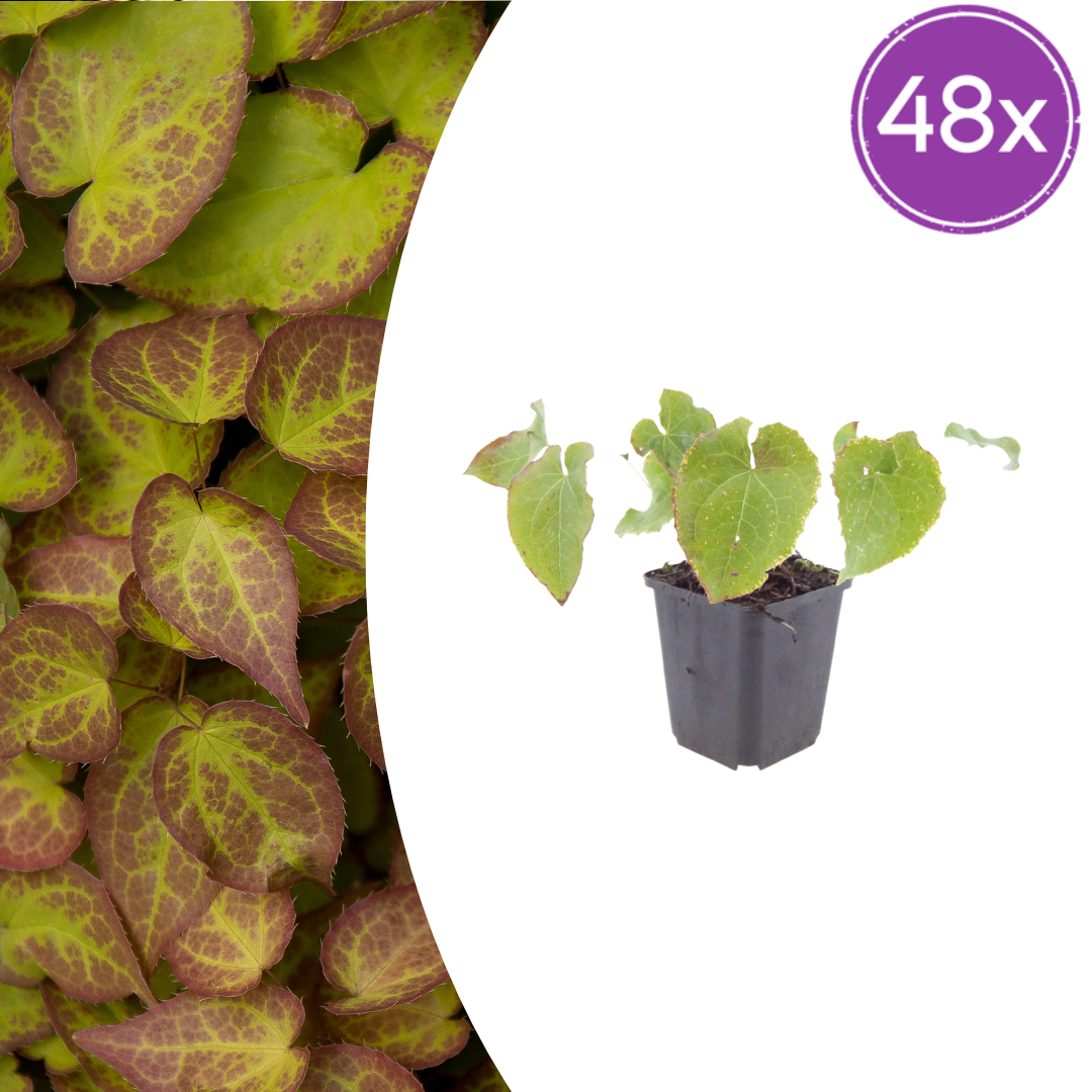 Elfenblume Epimedium perralchicum Frohnleiten – 48 Pflanzen – Wintergrüne Staude für Schatten & Halbschatten – Bodendecker für Garten & Beet – 10-25cm – Ø9cm – Pflegeleicht