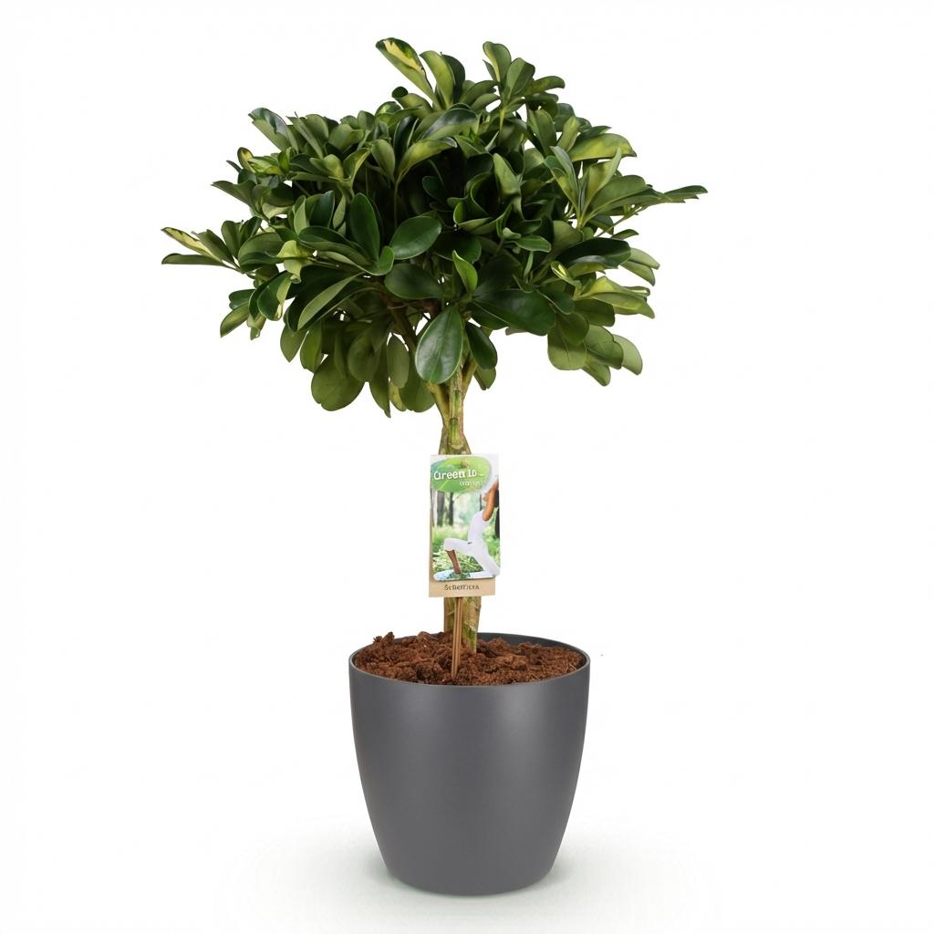 Green boutiQ - Zimmerpflanzen - Schefflera Gold Capelle - Fingerbaum - Wenig Pflege - Grün - Gold - 1 Pflanze - mit Potter Grau - Topf 21cm - Höhe 70-81cm 