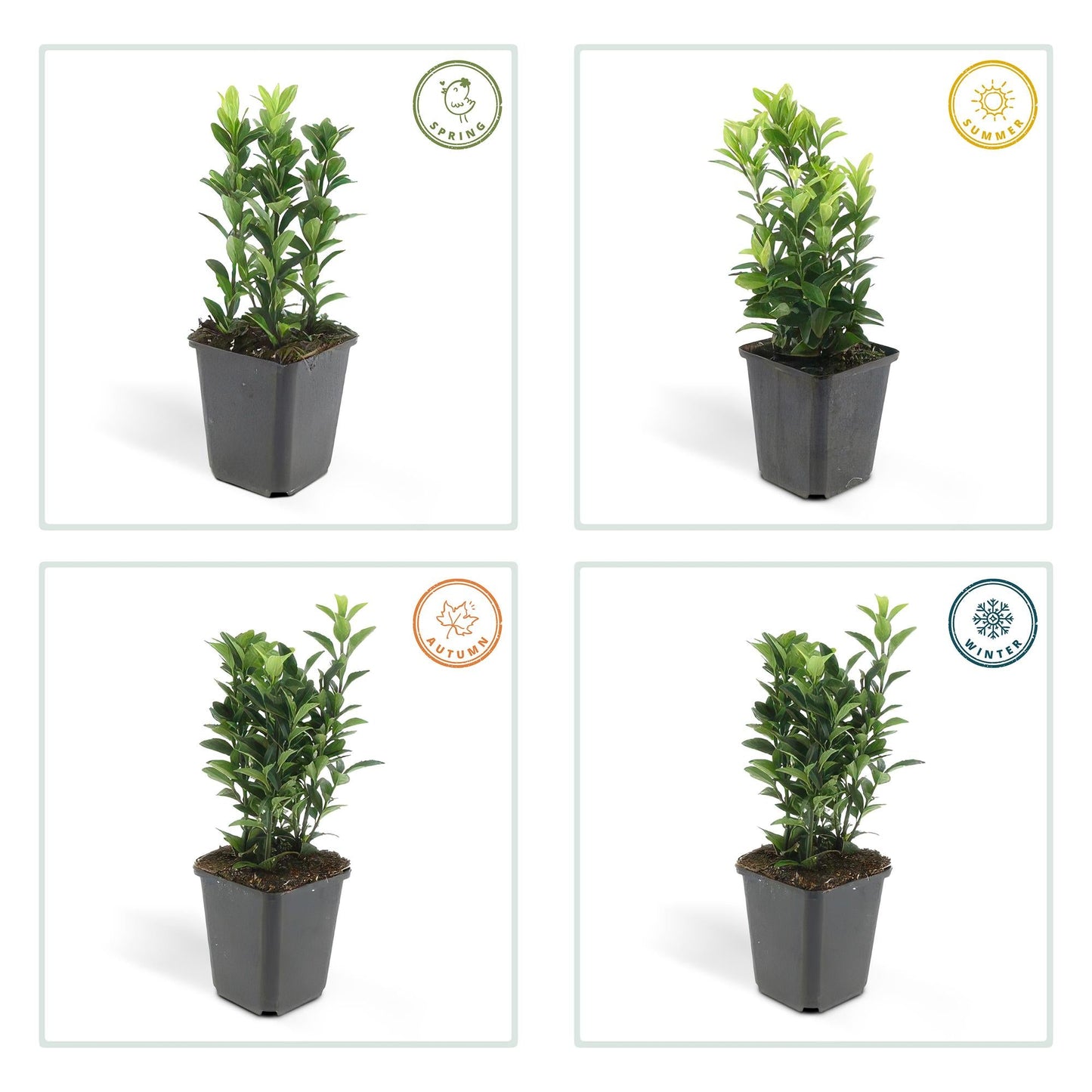 Euonymus japonicus 'Green Spire' – Immergrüner Heckenstrauch – 24 Pflanzen – ↕10–25cm – Ø9cm – Kompakter Buchsbaum-Ersatz – Pflegeleicht & schnittverträglich – Für Hecken & Beete 