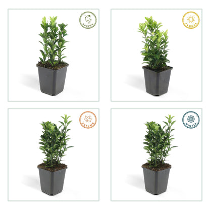Euonymus japonicus 'Green Spire' – Immergrüner Heckenstrauch – 24 Pflanzen – ↕10–25cm – Ø9cm – Kompakter Buchsbaum-Ersatz – Pflegeleicht & schnittverträglich – Für Hecken & Beete 