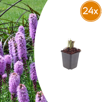 Liatris spicata Prachtscharte – 24 Pflanzen – Ø9cm – Höhe 10-25cm – Sommerblühende Staude für Beet, Präriegarten & Insektenfreundliche Pflanzung