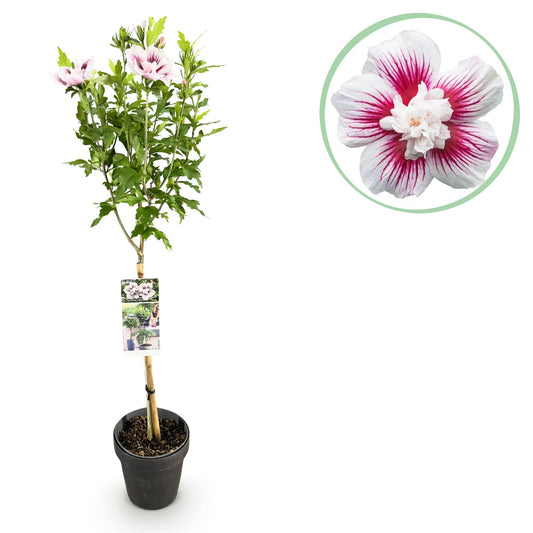 Hibiscus syriacus Starburst Chiffon – Blühende Stamm-Pflanze mit cremeweißen Blüten – Laubabwerfend & pflegeleicht – Ø19 cm – Höhe ca. 90 cm – Für Terrasse & Balkon 