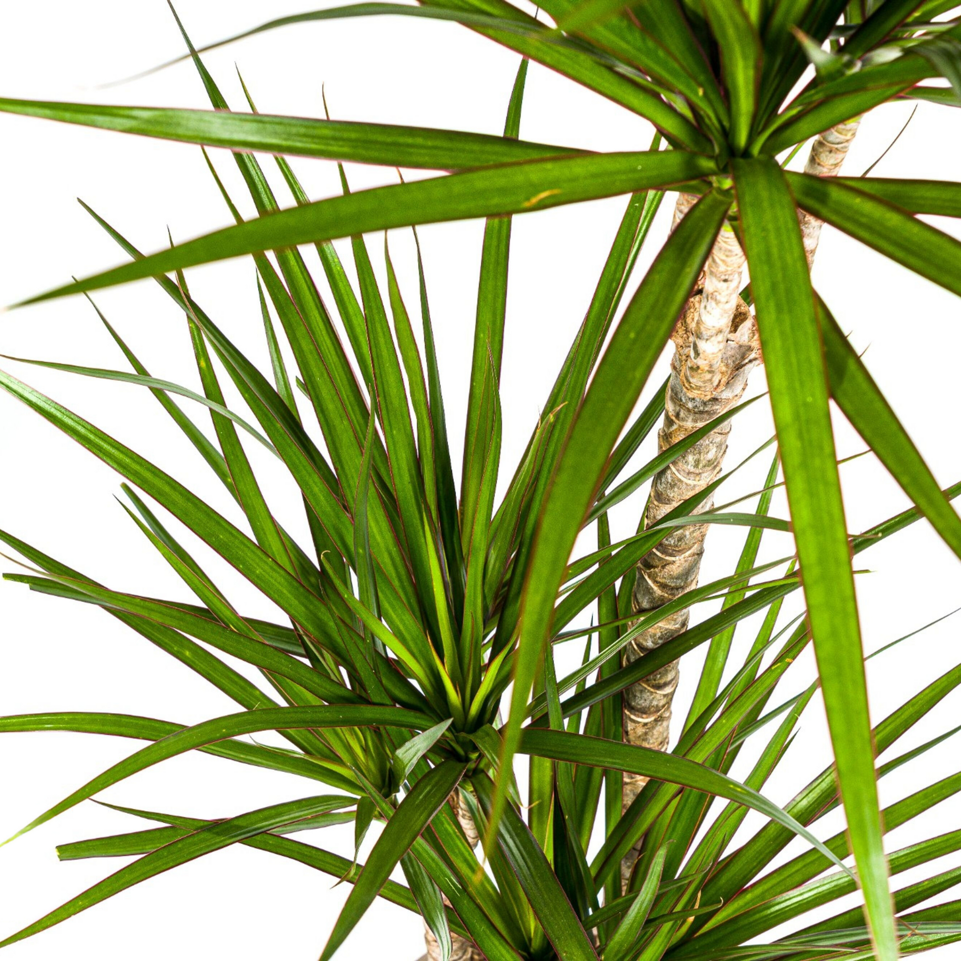 Dracaena Marginata Green mit Korb Ø21cm - ↕110 - 130cm 