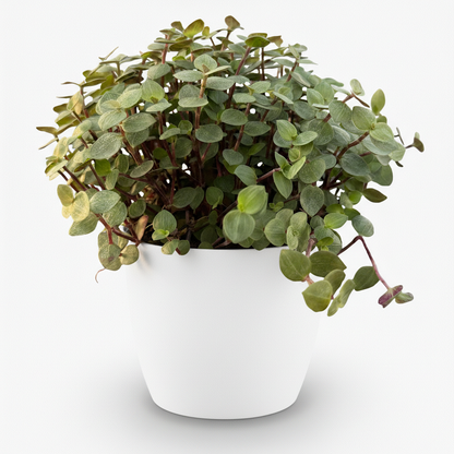 Green boutiQ - Zimmerpflanze - Calissia repens - Katzengras - Haustierfreundlich - Grün - 1 Pflanze - mit Potter Weiß - Topf 12cm - Höhe 17-20cm 