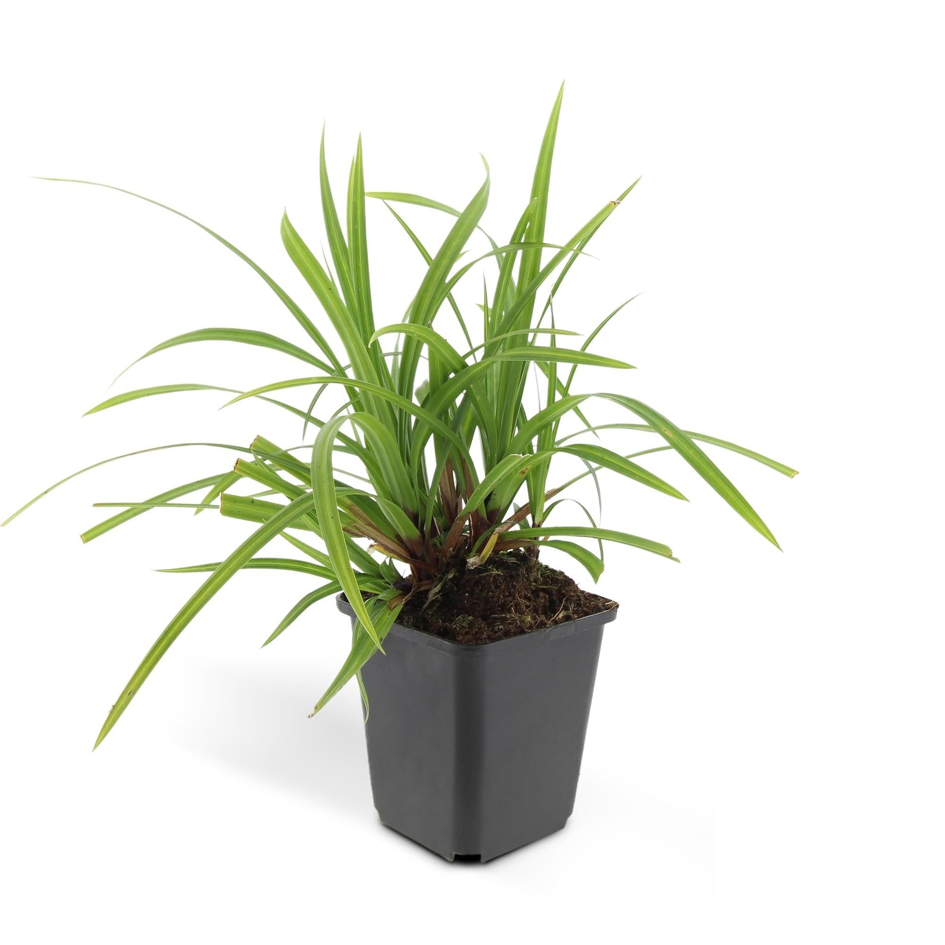 Carex morrowii 'Irish Green' – 24 Pflanzen – ↕10-25cm – Ø9cm – Immergrüner Bodendecker – Pflegeleicht & Vielseitig – Schattentauglich 