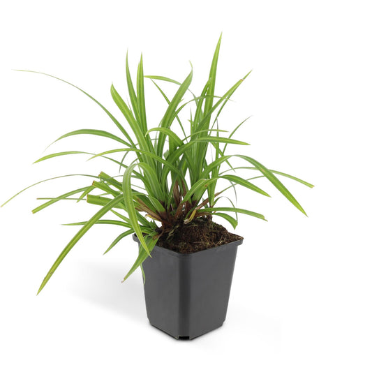Carex morrowii 'Irish Green' – 24 Pflanzen – ↕10-25cm – Ø9cm – Immergrüner Bodendecker – Pflegeleicht & Vielseitig – Schattentauglich