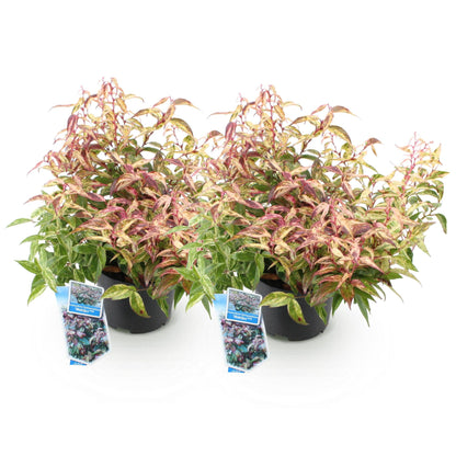 GreenboutiQ - Gartenpflanze - Leucothoe Makijaz - Braun - 2 Pflanzen - Immergrün - Wenig Pflege - Topf 17cm Höhe 45cm 