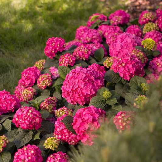 Green boutiQ - Gartenpflanze - Hydrangea Endless Summer Summer Love Red - Hortensie - Winterhart - Rot - 1 Pflanze - Topf 14cm - Höhe 20-25cm 