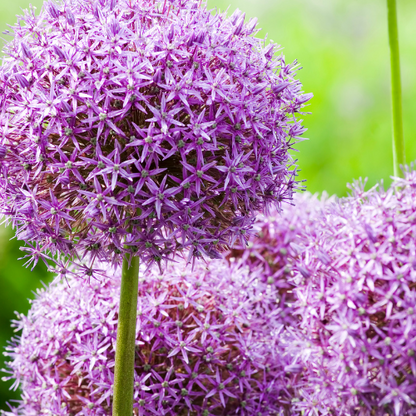 Allium 'Globemaster' – Zierlauch Blumenzwiebeln – 5 Blumenzwiebeln – Extra große violette Blütenbälle – Winterharte Staude für Beet, Rabatte & Schnitt – XXL-Zwiebeln 