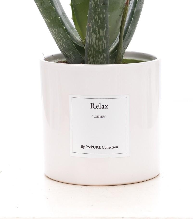 Aloe Vera Gift "Relax" WITH GREETING CARD! - Ø12cm - ↕40cm 