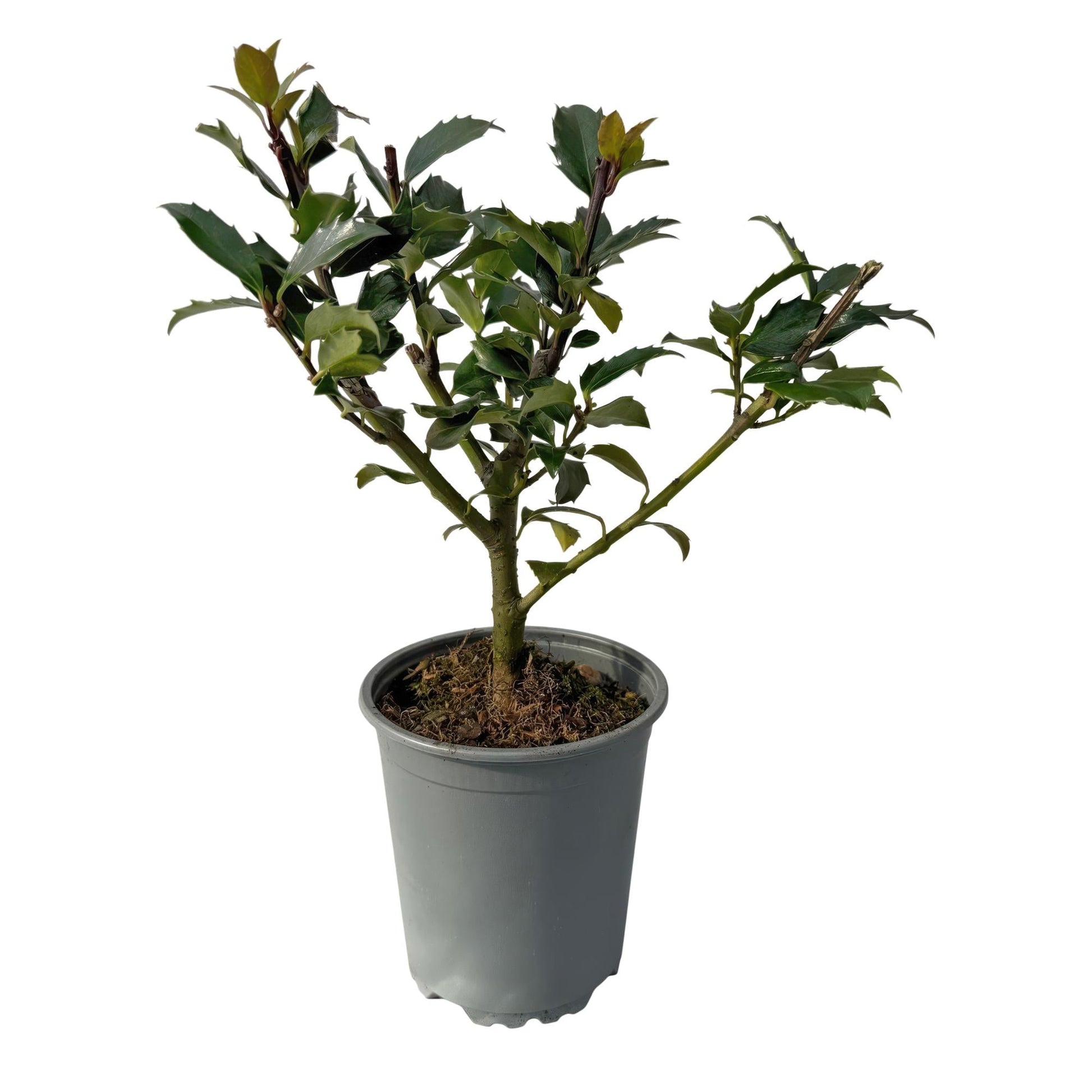 Stechpalme – Ilex meserveae Blue Maid – Heckenpflanze – Blatt grün – 8 Pflanzen – 1 laufender Meter – immergrün – 9cm Höhe 25-30cm 