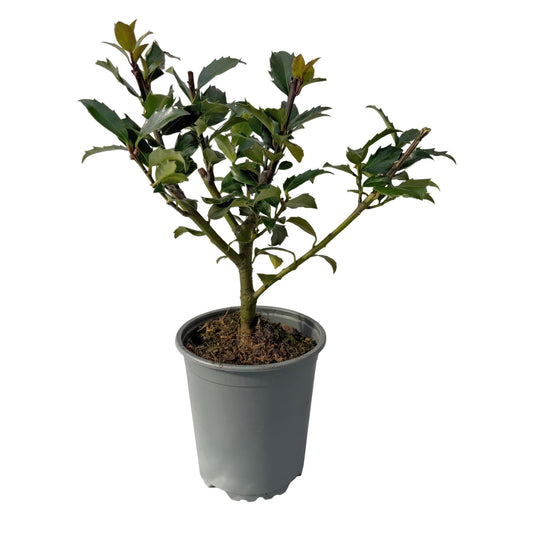 Stechpalme – Ilex meserveae Blue Maid – Heckenpflanze – Blatt grün – 8 Pflanzen – 1 laufender Meter – immergrün – 9cm Höhe 25-30cm 