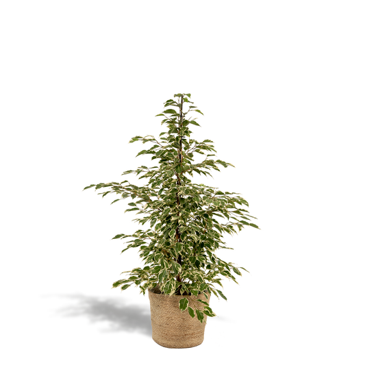 Ficus benjamina Twilight - Ø21cm - ↕95cm + Korb Selin 