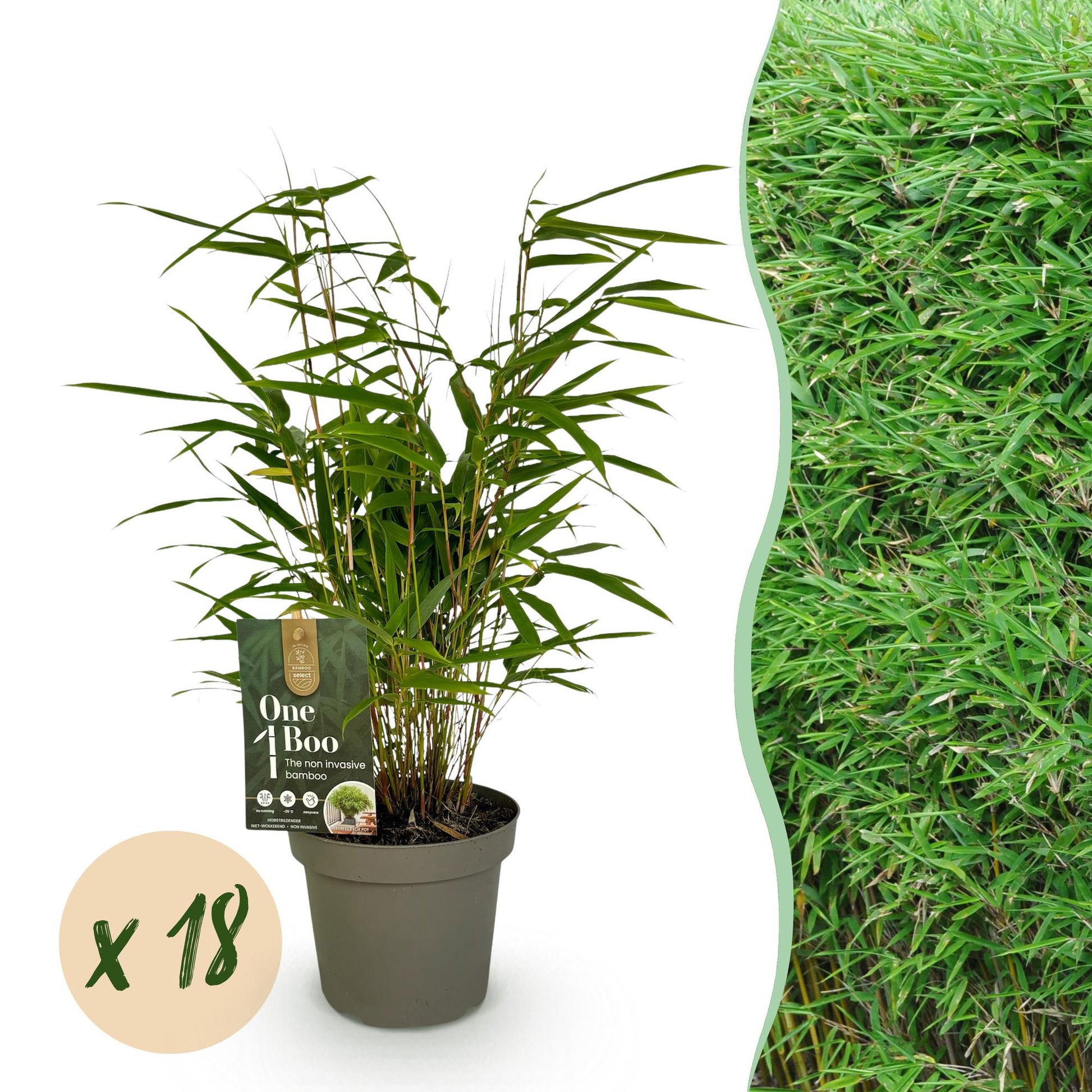 Green boutiQ - Bambus - Fargesia Rufa - Immergrün - Nicht invasiv - Grün - 18 Pflanzen - Topf 14cm - Höhe 35cm 