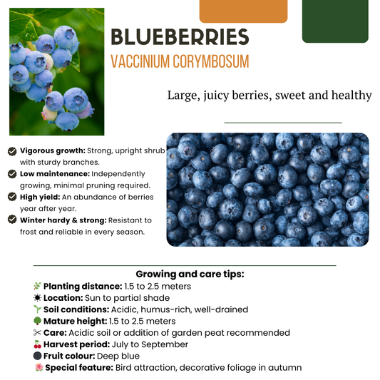 Vaccinium corymbosum – Bio-Heidelbeere – Ø13cm – ↕20cm – 3 Pflanzen – Biologische Heidelbeerpflanzen – Für Garten, Balkon & Terrasse