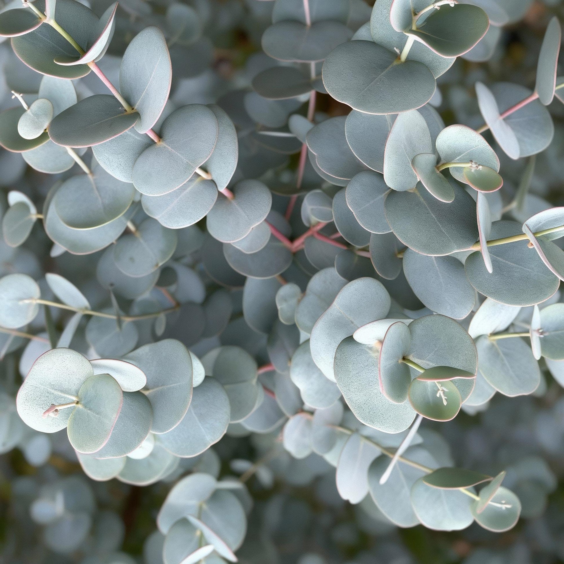 GreenboutiQ - Pflanzen auf Stamm - Eucalyptus gunni Azure - Terrassenpflanze - Immergrün - Winterhart - Graues Blatt - Topf 19 cm Höhe 90 cm 