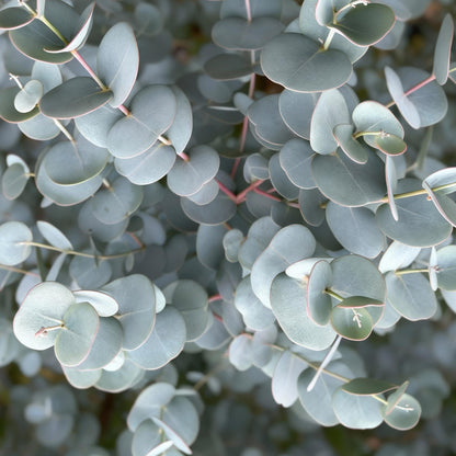 GreenboutiQ - Pflanzen auf Stamm - Eucalyptus gunni Azure - Terrassenpflanze - Immergrün - Winterhart - Graues Blatt - Topf 19 cm Höhe 90 cm 