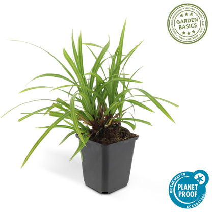 Grünblättrige Segge Carex morrowii 'Irish Green' – ↕10-25cm – Ø9cm – 60 Pflanzen – Immergrüner Bodendecker – Pflegeleicht – Für Beete & Schattige Bereiche