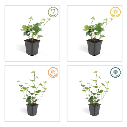 Hedera hibernica – Irischer Efeu – 24 Pflanzen – ↕10–25cm – Ø9cm – Immergrüner Kletter- & Bodendecker – Pflegeleicht & winterhart – Für Hecken, Sichtschutz & Begrünung 