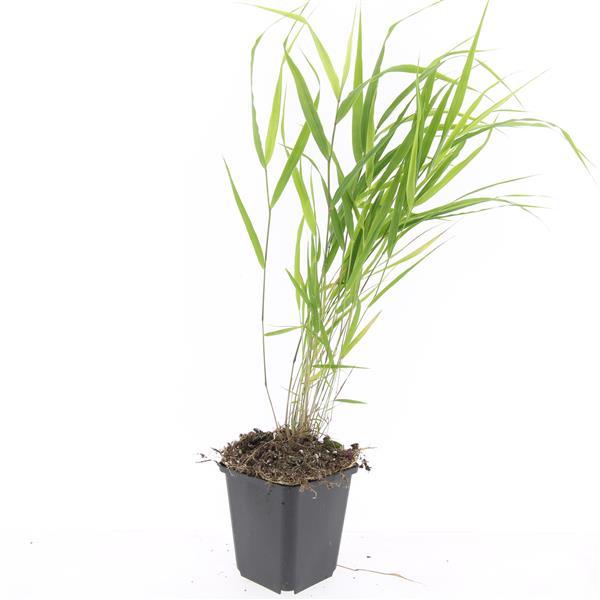 Japan-Zwergschilf Hakonechloa macra – 48 Pflanzen – ↕10-25 cm – Ø9 cm – Japanisches Waldgras – Bodendecker & Ziergras – Pflegeleicht & winterhart 