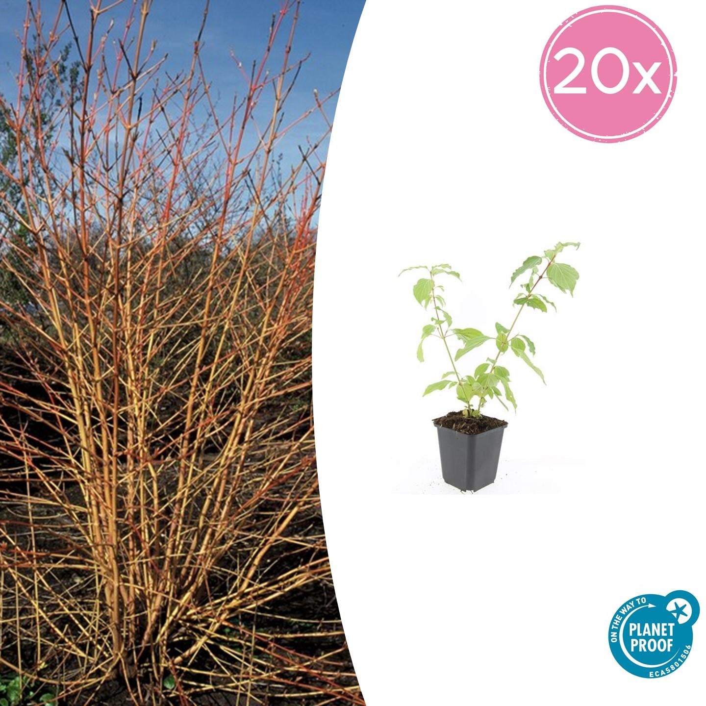 Roter Hartriegel Cornus sanguinea 'Anny's Winter Orange' – ↕10-25cm – Ø9cm – 20 Pflanzen – Winterstrauch – Farbige Zweige – Vogelfreundlich – Pflegeleicht