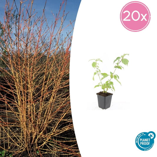 Roter Hartriegel Cornus sanguinea 'Anny's Winter Orange' – ↕10-25cm – Ø9cm – 20 Pflanzen – Winterstrauch – Farbige Zweige – Vogelfreundlich – Pflegeleicht