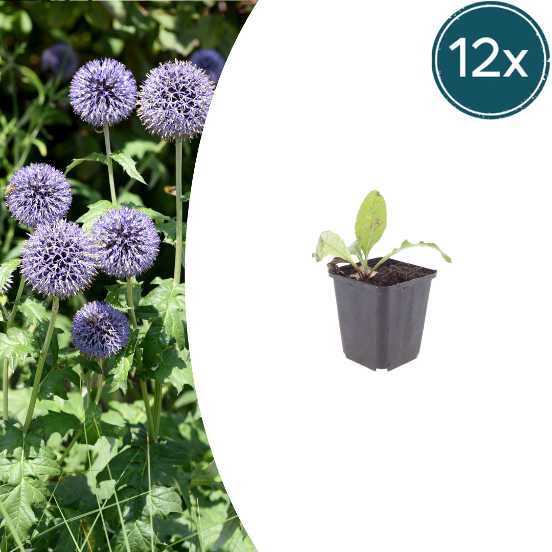 Kugeldistel Echinops ritro – 12 Pflanzen – 10-25cm – Ø9cm – Winterharte Staude mit stahlblauen Blütenkugeln – Bienenfreundliche Gartenpflanze für sonnige Beete