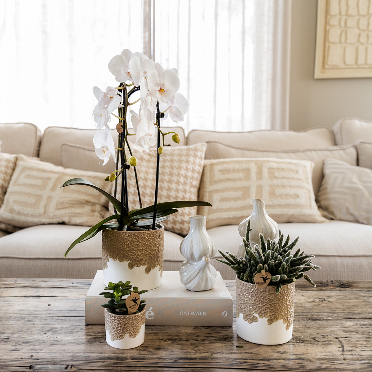 Kolibri Company | Bloom Sand Pflanzenset | Weiße Niagara Falls Orchidee 12cm + Grünpflanzen inkl. Bloom Sand Übertöpfe 