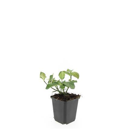 Euonymus fortunei 'Dart's Blanket' – Immergrüner Bodendecker – 24 Pflanzen – Ø9cm – ↕10–25cm – Buntlaubig & winterhart – Für Beet & Schattenlage 