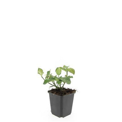Euonymus fortunei 'Dart's Blanket' – Immergrüner Bodendecker – 24 Pflanzen – Ø9cm – ↕10–25cm – Buntlaubig & winterhart – Für Beet & Schattenlage 