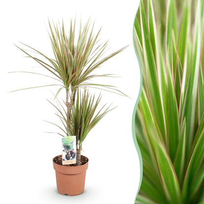 Green boutiQ - Zimmerpflanzen - Dracaena Marginata Bicolor - Drachenbaum - Wenig Pflege - Grün - braun - 1 Pflanze - Topf 17cm - Höhe 70-75cm 