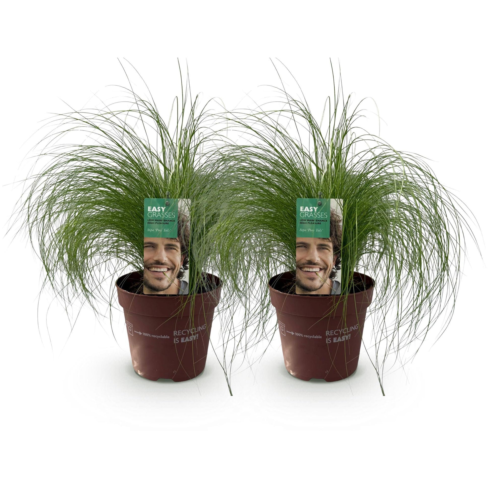 Zartes Federgras Stipa tenuifolia Pony Tails – 2 Pflanzen – Ø17cm – Immergrün, pflegeleicht & trockenheitsresistent – Höhe ca. 50cm – Bienenfreundlich & vielseitig 