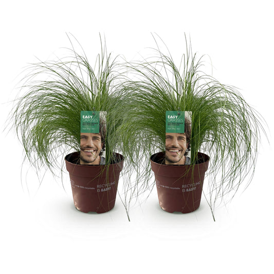 Zartes Federgras Stipa tenuifolia Pony Tails – 2 Pflanzen – Ø17cm – Immergrün, pflegeleicht & trockenheitsresistent – Höhe ca. 50cm – Bienenfreundlich & vielseitig 