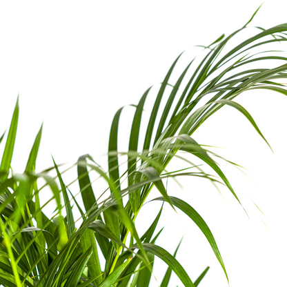 Dypsis Areca Lutescens mit Korb Ø21cm - ↕100 - 120cm 