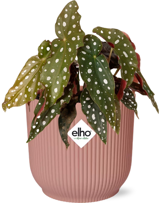 Forellenbegonie – Begonia Maculata Zimmerpflanze + Vibes Fold Topf 14cm Rosa – Elegante Indoor-Pflanze mit Punkten 