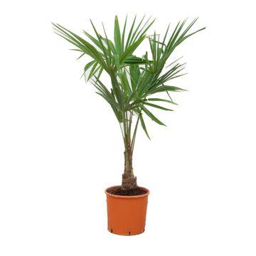 Chinesische Hanfpalme - Trachycarpus Fortunei - Zimmerpflanze - 130 cm