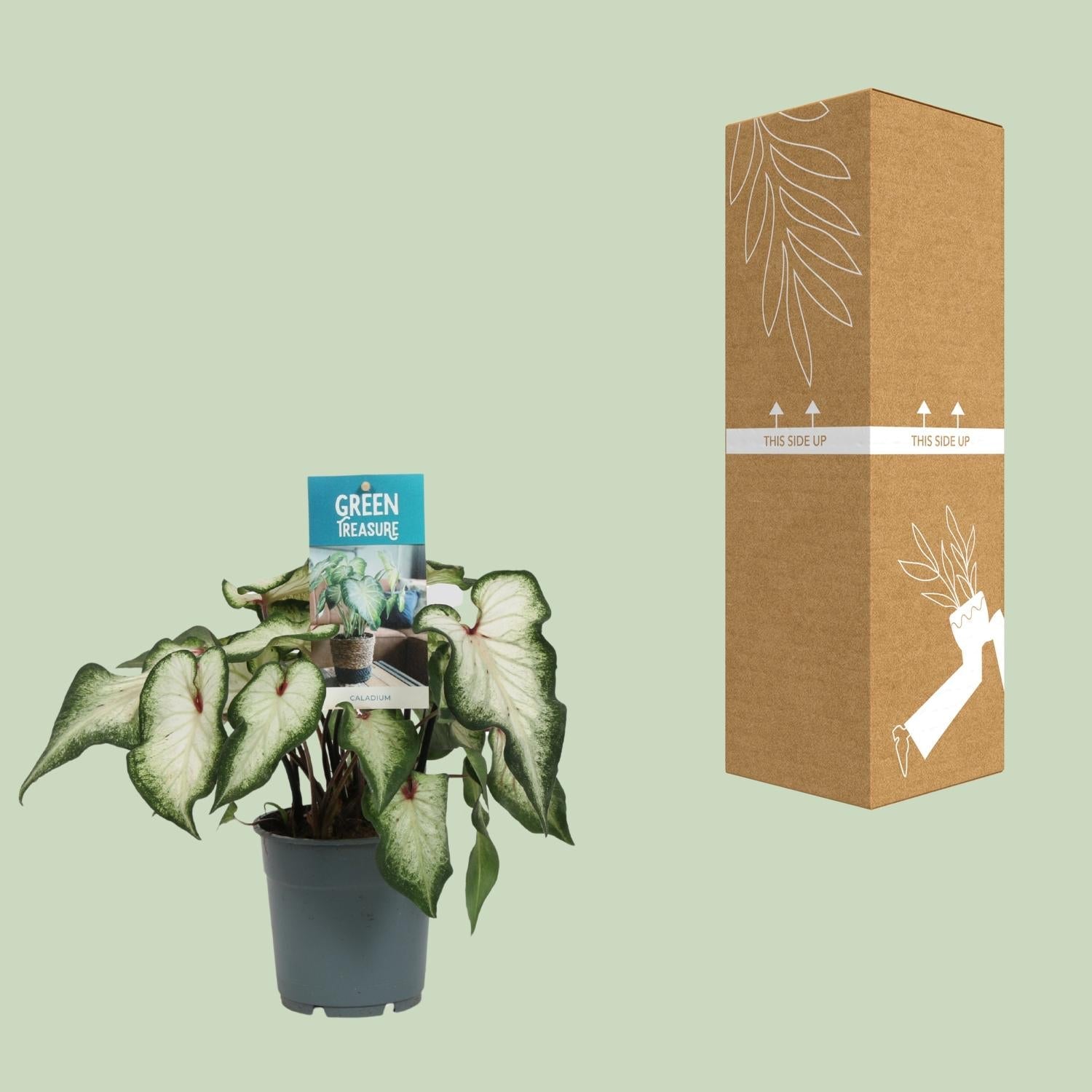 Caladium Weiß – Angel Wings – Ø12cm – ↕25cm – Tropische Zimmerpflanze mit herzförmigen Blättern – Pflegeleicht & dekorativ – Für helle Innenräume 