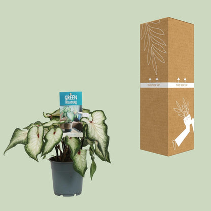 Caladium Weiß – Angel Wings – Ø12cm – ↕25cm – Tropische Zimmerpflanze mit herzförmigen Blättern – Pflegeleicht & dekorativ – Für helle Innenräume 