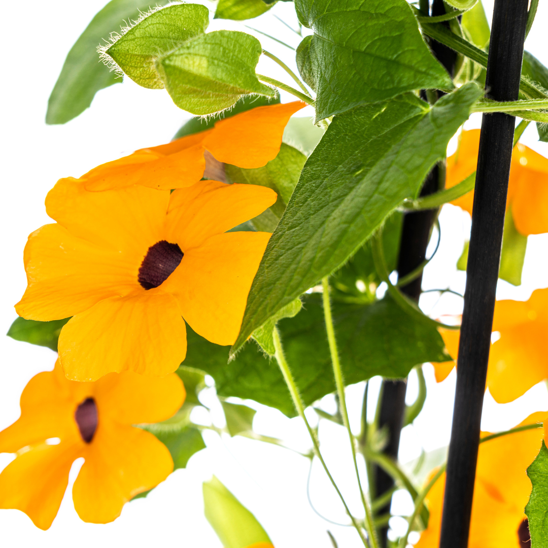 Schwarzäugige Susanne - Thunbergia alata Sunny Susy New Orange - Ø13 cm - ↕60 cm - 4 Pflanzen
