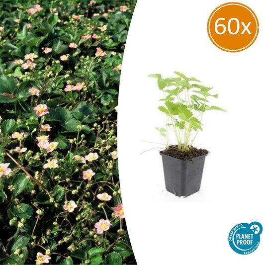Wald-Erdbeere – Fragaria vesca – ↑10-25cm – Ø9cm – 60 Pflanzen – Süße Früchte, pflegeleichter Bodendecker & Beetpflanze – Vogel- und bienenfreundlich
