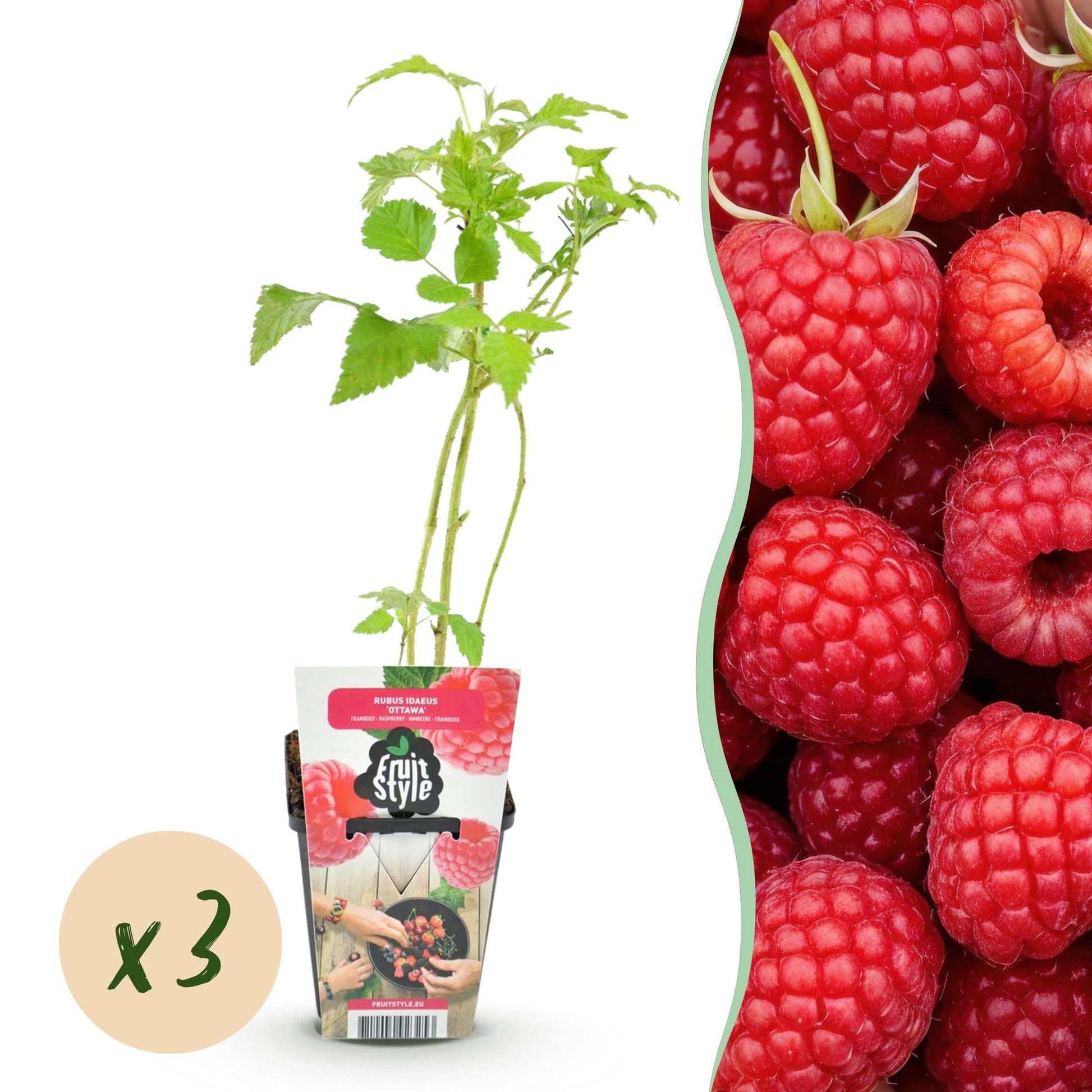 Himbeere Rubus idaeus Ottawa winterhart 3 Pflanzen Ø9cm Höhe 30cm – Rote Himbeere für Garten Beet Balkon & Terrasse – Süß & ertragreich 