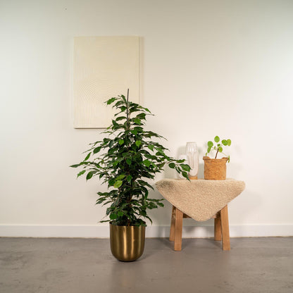 Ficus benjamina Danielle - Ø21cm - ↕95cm + Topf Mayk Gold 