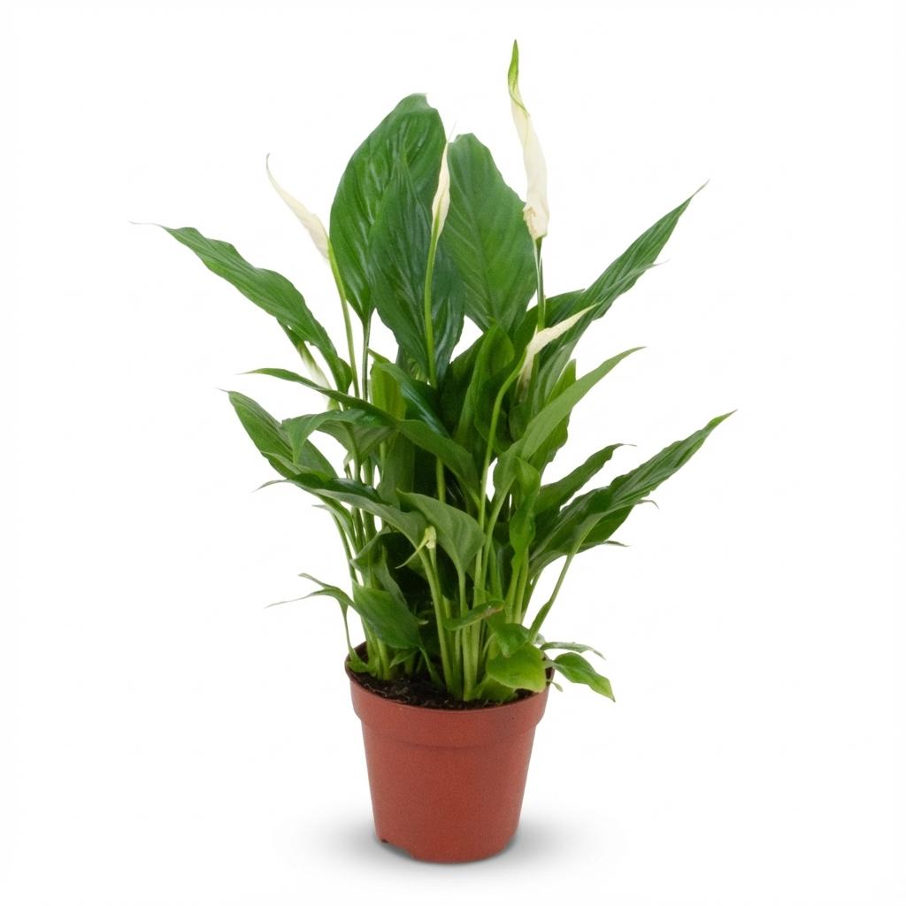 Scheidenblatt Spathiphyllum Einblatt – Ø12cm – Höhe 35–40cm – Luftreinigende Zimmerpflanze mit weißen Blüten – Pflegeleichte Grünpflanze für Wohnraum & Büro 