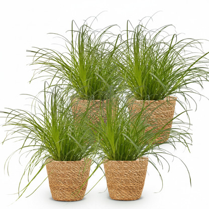 Green boutiQ - Zimmerpflanze - Cyperus alternifolius Zumula - Katzenpflanze - Haustierfreundliche Pflanze - Grün - 4 Pflanzen - mit Korb - Topf 12cm - Höhe 20cm 