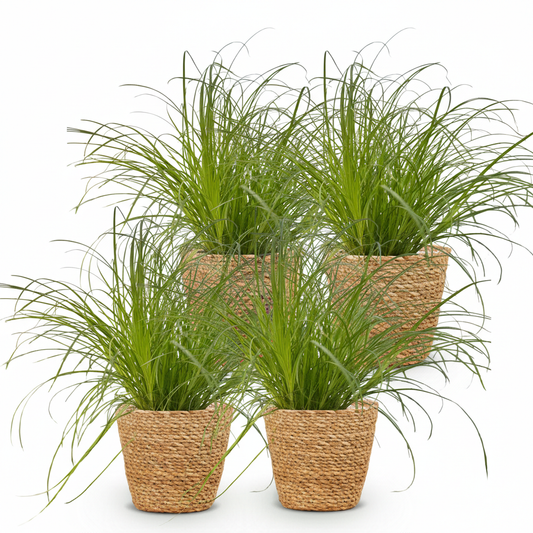 Green boutiQ - Zimmerpflanze - Cyperus alternifolius Zumula - Katzenpflanze - Haustierfreundliche Pflanze - Grün - 4 Pflanzen - mit Korb - Topf 12cm - Höhe 20cm 