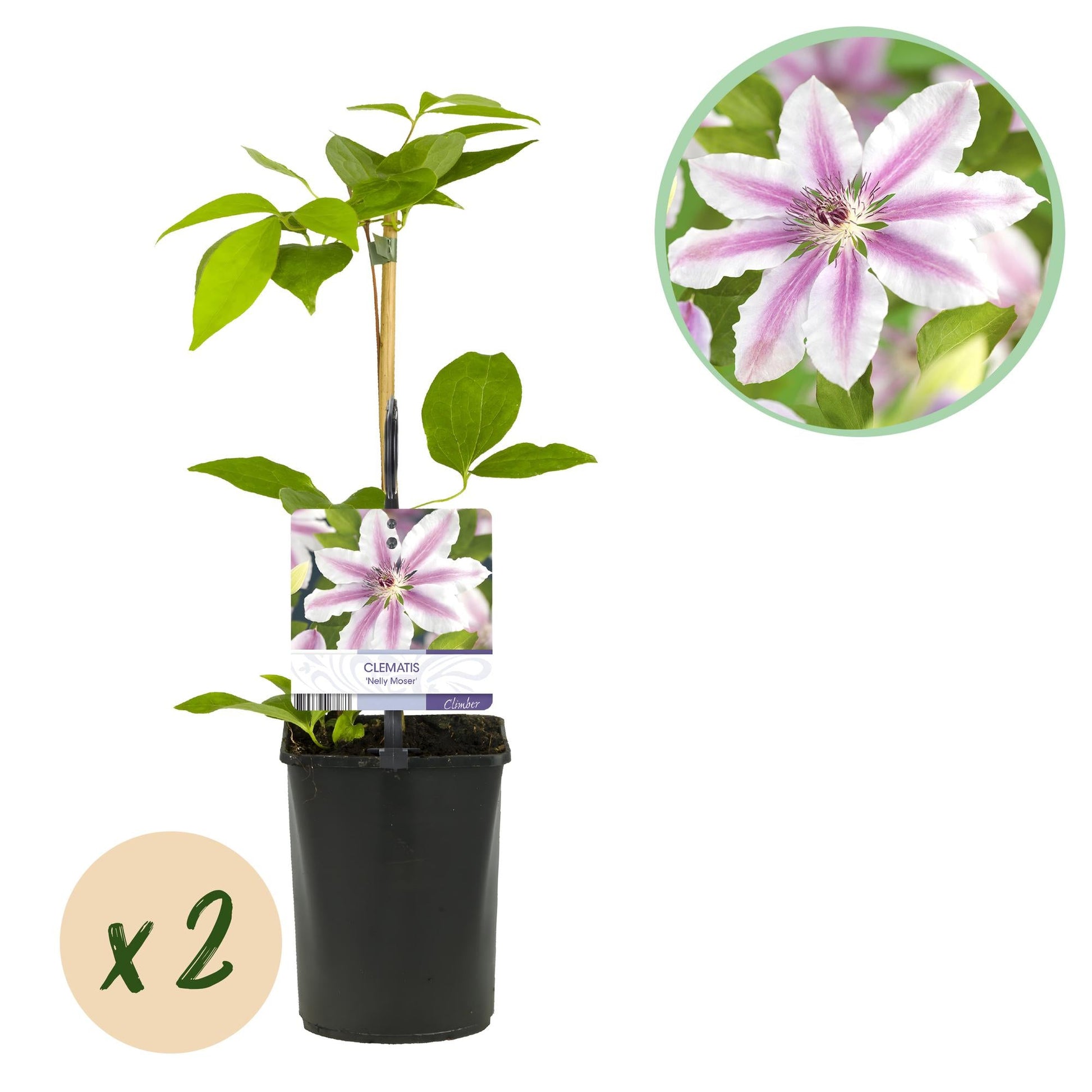Kletterpflanze Clematis Nelly Moser – Rosa Blüten – Wenig Pflege – 2 Pflanzen – 11 cm Höhe 40 cm – Für Garten, Balkon & Pergolen 