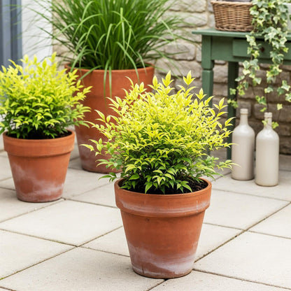 GreenboutiQ - Gartenpflanze - Nandina Lemon & Lime - Gelb - 2 Pflanzen - Immergrün - Wenig Pflege - Topf 17cm Höhe 45cm 