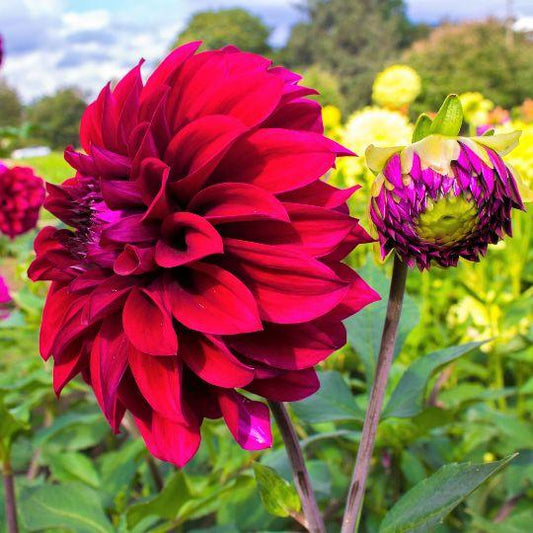 Blumenzwiebel - Dahlie - Heatwave - Knollen für 4 m² - große tiefrote Blüten - 24 Stück