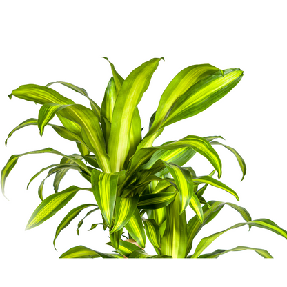 Drachenbaum - Dracaena Fragrans Massangeana Karussell - Zimmerpflanze - Ø30cm - ↕130 - 150cm
