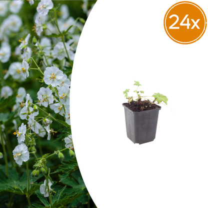 Geranium macrorrhizum White Ness – 24 Pflanzen – Ø9cm – Höhe 10-25cm – Winterharter Bodendecker mit weißen Blüten für Beet & Unterpflanzung